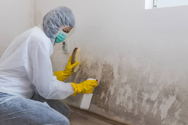 Mount Vernon, NY Mold Removal Company